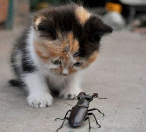 Маленький котенок спасал застрявшего жука, сам не смог, позвал на помощь