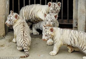 Белые тигрята в специальном «детском саду» в китайском зоопарке