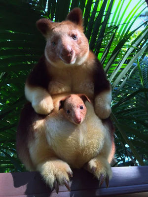 Подборка милейшие древесных кенгуру из Австралии, глядя на которых вы расплыветесь в улыбки!