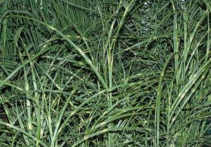 Мискантус (Miscanthus)