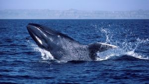 Синие киты освоили "левостороннее движение" для эффективной охоты. Синий кит