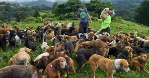Их дом больше не вмещал бездомных собак и они создали настоящий рай для песиков тропических горах