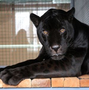 В красноярский зоопарк «Роев ручей» привезли черного ягуара Яго