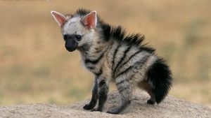 В интернете сделали открытие, что детеныши африканского земляного волка невероятно милые создания
