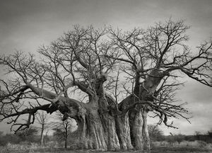 Фотограф 14 лет снимала старейшие деревья в мире