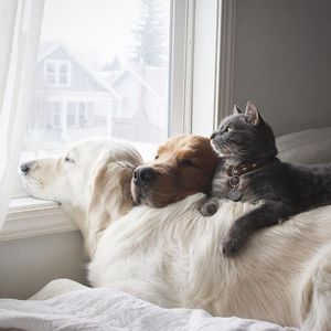 Две собаки и кот — три лучших друга, которые всё делают вместе