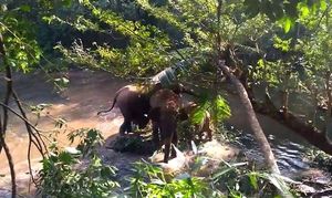 Семья слонов была так благодарна за спасение их детёныша, что стала махать спасателям хоботами