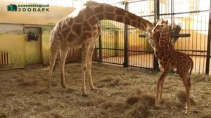 В калининградском зоопарке родился детеныш жирафа