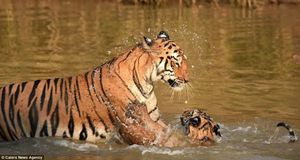 «И за ушами помой!» Как тигрица купала своего малыша в реке (10 фото)