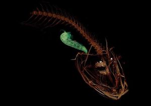 Ученые описали самую глубоководную рыбу в мире