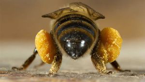 Ученые показали, почему пчелы не роняют нектар по дороге в улей