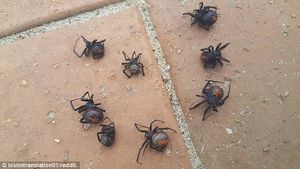 В Австралии выпал дождь из ядовитых пауков