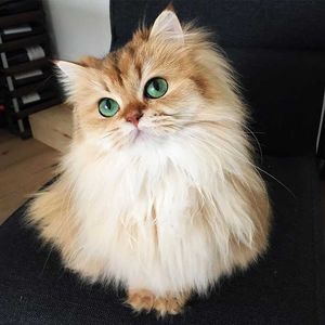 Самый фотогеничный котик в мире