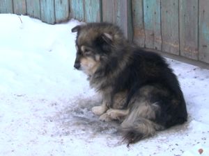 Неравнодушные люди в Иркутске спасли брошенного старого пёсика от верной гибели