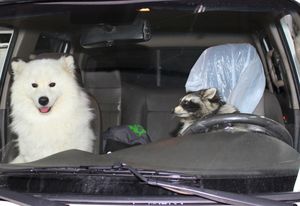Енот и пес-самоед из «Роева ручья» помогли автоинспекторам в интернет-кампании «Пристегнись, Россия!»