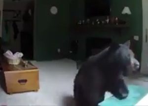 В Колорадо медведь пробрался в квартиру и сыграл на пианино