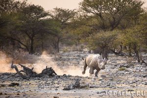 Браконьеры охотились на этого носорога, но животное нашло их раньше…