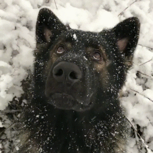 Этот пес впервые увидел снег и то, как он на него отреагировал — просто восхитительно!