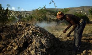 Торговля древесным углем на Гаити