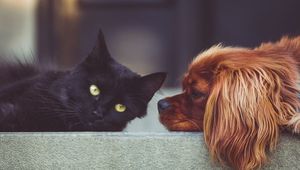 Учёные впервые подсчитали кто же всё-таки умнее – кошки или собаки
