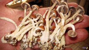 Волшебные грибы – самый безопасный наркотик