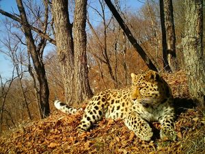 В заповеднике «Земля леопарда» впервые сняли на видео как леопард «поет»