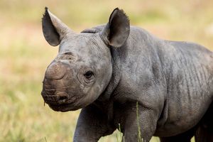 Австралийский зоопарк спасает черных носорогов