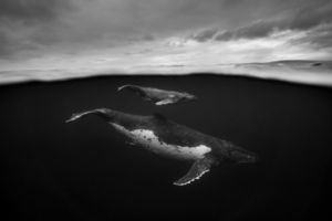 «Гиганты»: поразительные фотографии горбатых китов