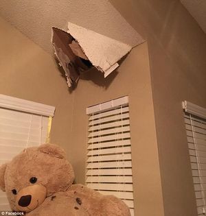 В Техасе еноты прогрызли крышу, рухнули вниз и устроили в доме вечеринку