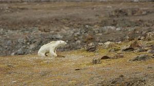 Душераздирающие кадры умирающего от голода белого медведя из-за глобального потепления