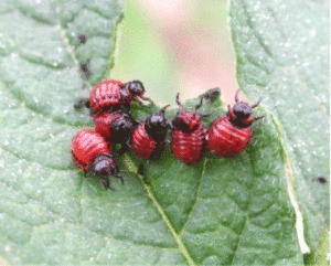 Экологичные методы борьбы с колорадским жуком