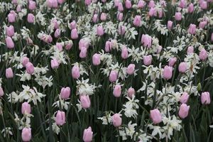 9 примеров посадки тюльпанов с другими растениями