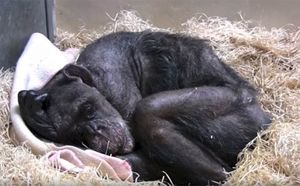 Реакция 59-летней умирающей шимпанзе на приход своего старого друга