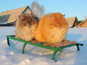 Сибирские кошки Аллы Лебедевой (21 фото)