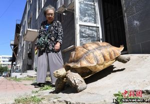 Китайская бабушка выгуливает свою 50-килограммовую черепаху