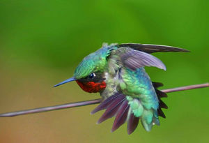 Удивительные колибри: полет хвостом вперед