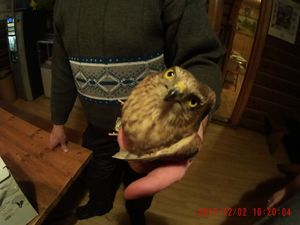 В Екатеринбурге орнитологи выхаживают ястреба, найденного в подъезде