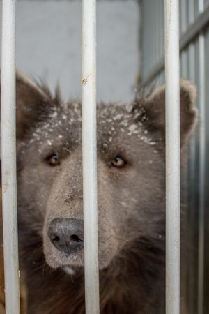 Эта бродячая собака из Челябинска так сильно похожа на медведя, что её легко перепутать