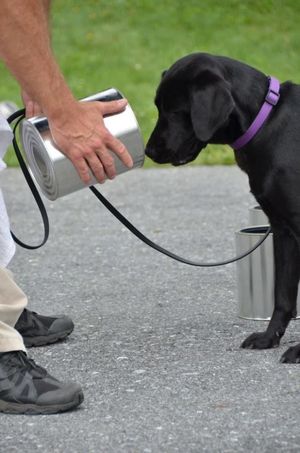 Собака прошла обучение в ЦРУ, но в итоге была уволена по одной забавной причине
