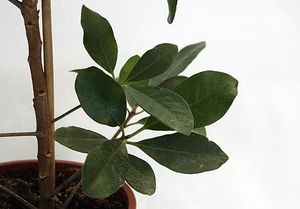 Коринокарпус (Corynocarpus)