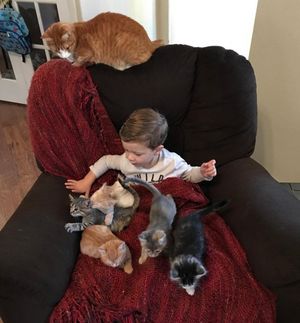 Двухлетний мальчик очень любит приютских котят и помогает их выкармливать