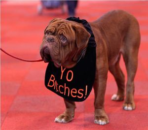Крафтс 2011: самая большая выставка собак в Британии