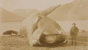 У северных гладких китов осталось всего 100 половозрелых самок
