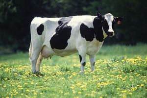 Странные истории о коровах
