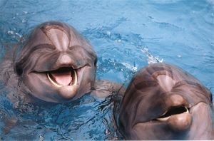 Дельфины произошли от людей?