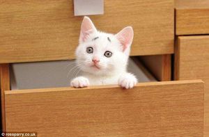 Милый обеспокоенно-удивленный котенок (Confused Kitten)