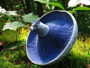 25 самых необычных видов грибов
