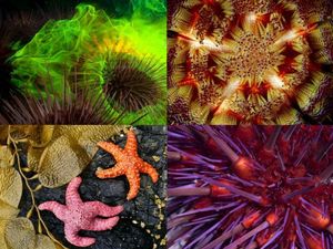 Узоры природы: фотографии морских звезд