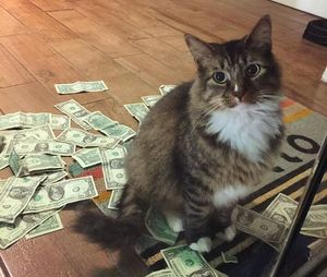 История кота, который крадет деньги для бездомных людей