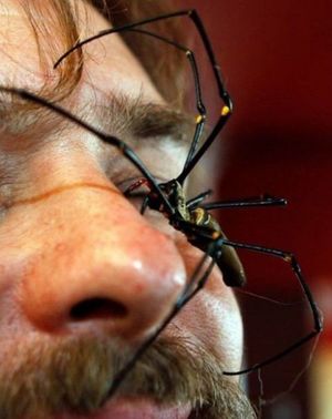 Nephila komaci — самый крупный паук, плетущий ловчие сети. Энциклопедия. Материал для реферата